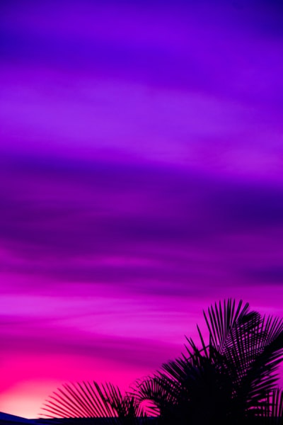 树与粉红天空画